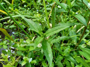 Eclipta alba (Urang-aring, sahte papatya, sahte papatya, yerba de tago, Karisalankanni, bhringraj) doğal arka plan. Bu bitki, ayçiçeği familyasından bir bitki türü..