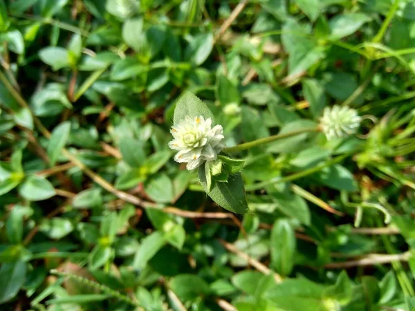 Eclipta Alba Urang Aring False Daisy False Daisy Yerba Tago — Φωτογραφία Αρχείου