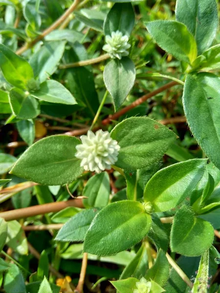 Eclipta Alba Urang Aring Falsa Margarita Falsa Margarita Yerba Tago — Foto de Stock