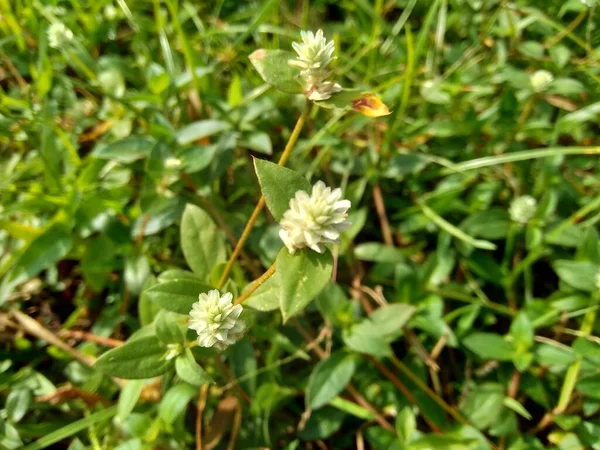 Eclipta alba (Urang-aring, false daisy, false daisy, yerba de tago, Karisalankanni, bhringraj) with natural background. this plant is a species of plant in the sunflower family.