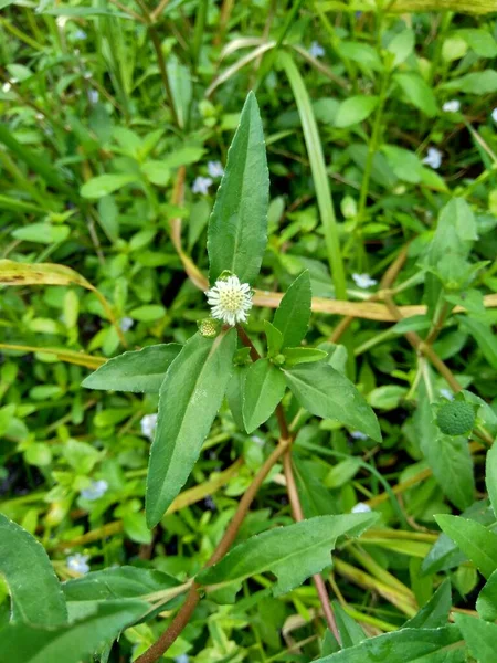 Eclipta Alba Urano Allevamento Falsa Margherita Falsa Margherita Yerba Tago — Foto Stock