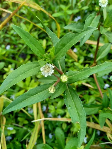Eclipta alba (Urang-aring, false daisy, false daisy, yerba de tago, Karisalankanni, bhringraj) with natural background. this plant is a species of plant in the sunflower family.