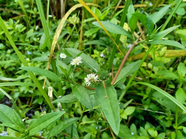 Eclipta alba (Urang-aring, false daisy, false daisy, yerba de tago, Karisalankanni, bhringraj) with natural background. this plant is a species of plant in the sunflower family.