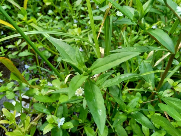 Eclipta Alba Urang Aring False Daisy False Daisy Yerba Tago — Φωτογραφία Αρχείου