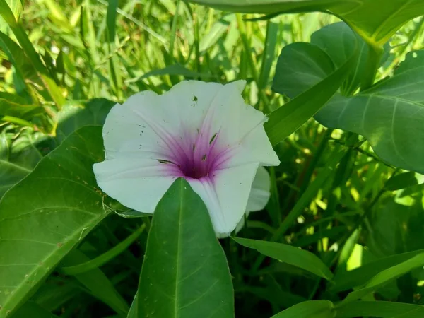 Close up water spinach (Ipomoea aquatica, river spinach, water morning glory, water convolvulus, Chinese spinach, Chinese Watercress, Chinese convolvulus, swamp cabbage) flower with natural background