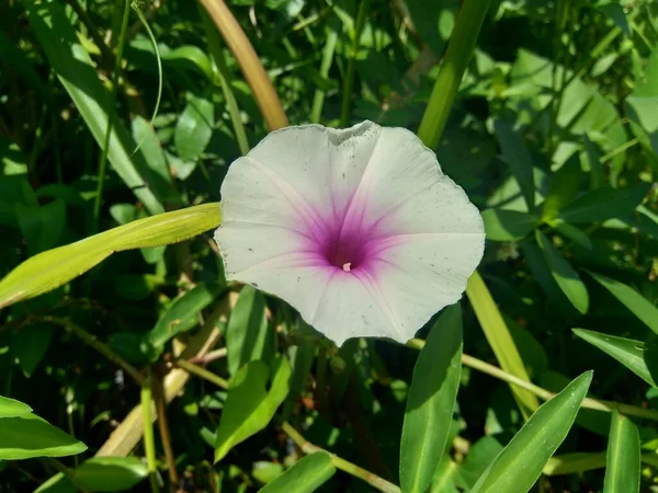 Close up water spinach (Ipomoea aquatica, river spinach, water morning glory, water convolvulus, Chinese spinach, Chinese Watercress, Chinese convolvulus, swamp cabbage) flower with natural background