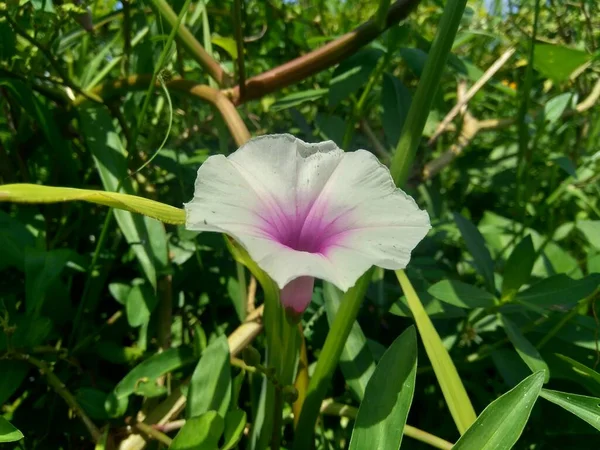 Close up water spinach (Ipomoea aquatica, river spinach, water morning glory, water convolvulus, Chinese spinach, Chinese Watercress, Chinese convolvulus, swamp cabbage) flower with natural background