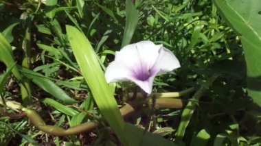 Su ıspanağını kapat (Ipomoea aquatica, nehir ıspanağı, su sabah zaferi, su konvolvulusu, Çin ıspanağı, Çin su teresi, Çin konvolvulusu, bataklık lahanası) doğal arka planı olan çiçek)