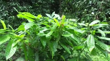 Kakao ağacı (Theobroma kakao, kakao) doğal arka planlı