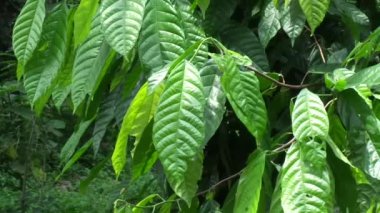 Kakao ağacı (Theobroma kakao, kakao) doğal arka planlı