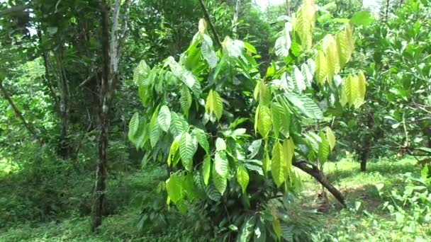 Cacaoboom Theobroma Cacao Cacao Met Een Natuurlijke Achtergrond — Stockvideo