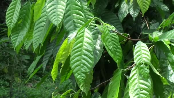 Cacau Theobroma Cacao Cacau Com Fundo Natural — Vídeo de Stock