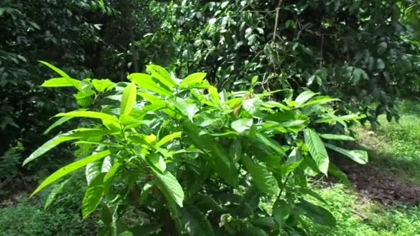Pohon Kakao Theobroma Cacao Kakao Dengan Latar Belakang Alam — Stok Video
