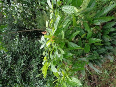 Kakao ağacı (Theobroma kakao, kakao) doğal arka planlı