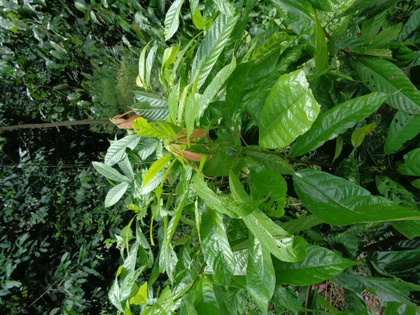 Cacao Theobroma Cacao Kakaó Természetes Háttérrel — Stock Fotó