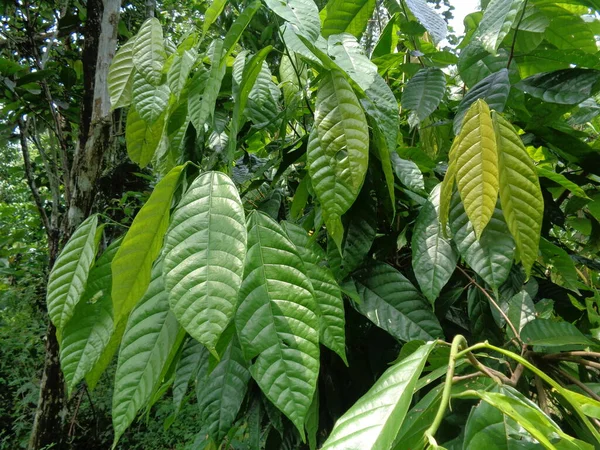 Cacaoboom Theobroma Cacao Cacao Met Een Natuurlijke Achtergrond — Stockfoto