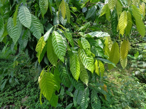 Cacao Theobroma Cacao Cacao Avec Fond Naturel — Photo