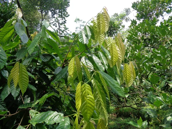 Árbol Cacao Theobroma Cacao Cacao Con Fondo Natural — Foto de Stock