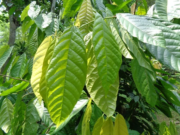 Cacao Strom Theobroma Kakao Kakao Přírodním Pozadím — Stock fotografie