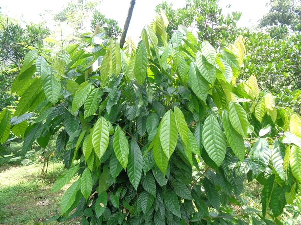 Albero Cacao Theobroma Cacao Cacao Con Sfondo Naturale — Foto Stock