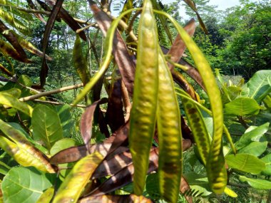 Leucaena löcocephala (jumbay, river tamarind, subabul, beyaz popinac, beyaz lucotree, Mimosa lökophala, Mimosa glauca Koenig) ya da Çin petai, kemlandingan ve lamtoro olarak da adlandırılabilir..