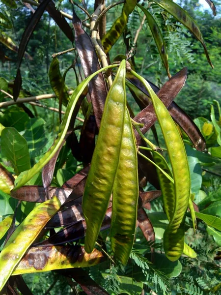 Leucaena Leucocephala Jumbay River Tamarind Subabul White Popinac White Leadtree — Stock Photo, Image