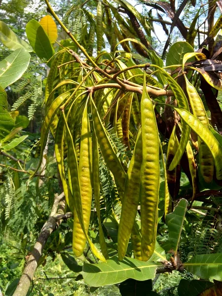 Leucaena Leucocephala Jumbay Rivier Tamarinde Subabul Witte Popinac Witte Loodboom — Stockfoto