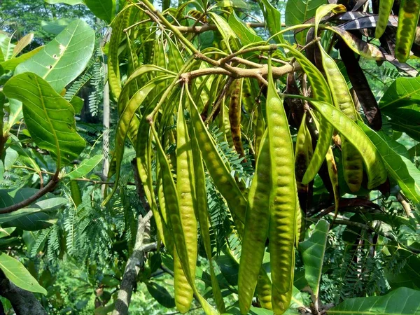 Leucaena Leucocephala Jumbay River Tamarind Subabul White Popinac White Leadtree — Stock Photo, Image