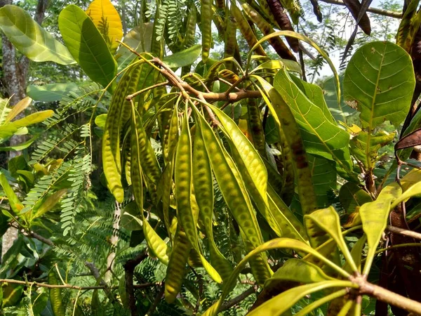 Leucaena Leucocephala Jumbay Rivier Tamarinde Subabul Witte Popinac Witte Loodboom — Stockfoto