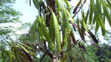 Leucaena löcocephala (jumbay, river tamarind, subabul, beyaz popinac, beyaz lucotree, Mimosa lökophala, Mimosa glauca Koenig) ya da Çin petai, kemlandingan ve lamtoro olarak da adlandırılabilir..