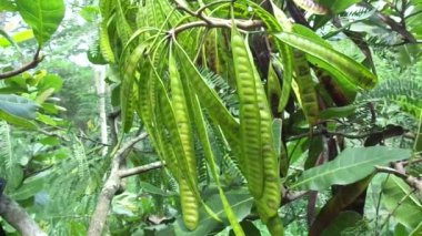 Leucaena löcocephala (jumbay, river tamarind, subabul, beyaz popinac, beyaz lucotree, Mimosa lökophala, Mimosa glauca Koenig) ya da Çin petai, kemlandingan ve lamtoro olarak da adlandırılabilir..