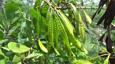 Leucaena löcocephala (jumbay, river tamarind, subabul, beyaz popinac, beyaz lucotree, Mimosa lökophala, Mimosa glauca Koenig) ya da Çin petai, kemlandingan ve lamtoro olarak da adlandırılabilir..