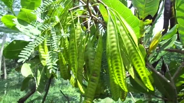 Leucaena Leucocephala Jumbay Flodtamarind Subabul Vit Popinak Vit Leadtree Mimosa — Stockvideo