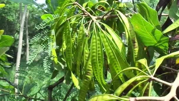 Leucaena Leucocephala Jumbay Flodtamarind Subabul Vit Popinak Vit Leadtree Mimosa — Stockvideo