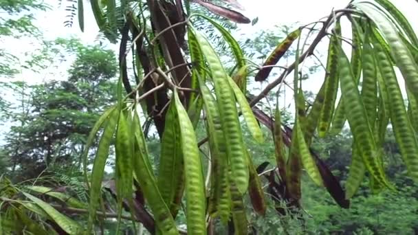 Leucaena Leucocephala Jumbay Flodtamarind Subabul Vit Popinak Vit Leadtree Mimosa — Stockvideo