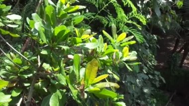 Doğal arka planlı kaju ağacı (Anacardium occidentale)