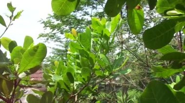 Doğal arka planlı kaju ağacı (Anacardium occidentale)