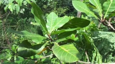 Doğal arka planlı kaju ağacı (Anacardium occidentale)