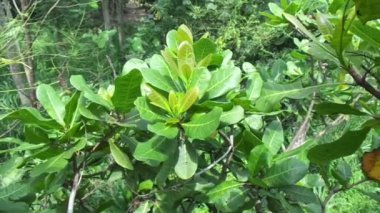Doğal arka planlı kaju ağacı (Anacardium occidentale)