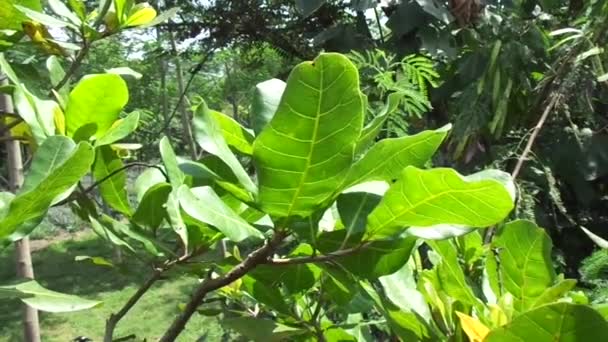 Cashewnoom Anacardium Occidentale Met Natuurlijke Achtergrond — Stockvideo