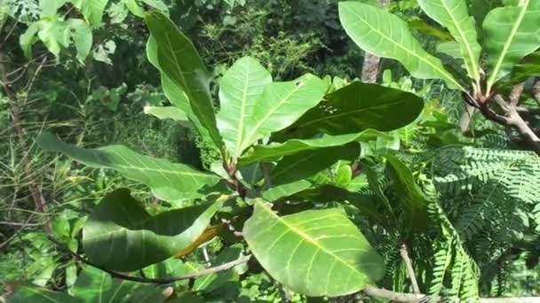 Der Cashewbaum Anacardium Occidentale Mit Natürlichem Hintergrund — Stockvideo