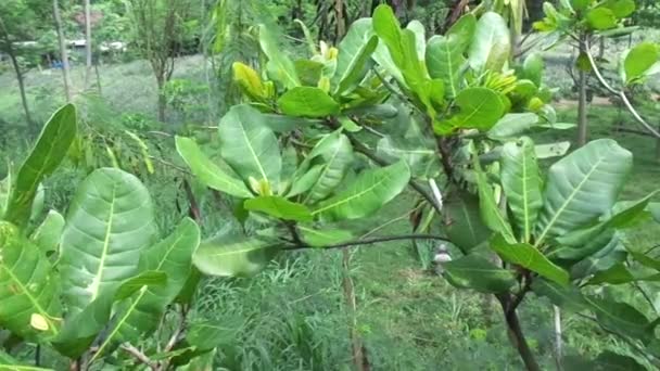 Кешью Дерево Anacardium Occidentale Естественным Фоном — стоковое видео