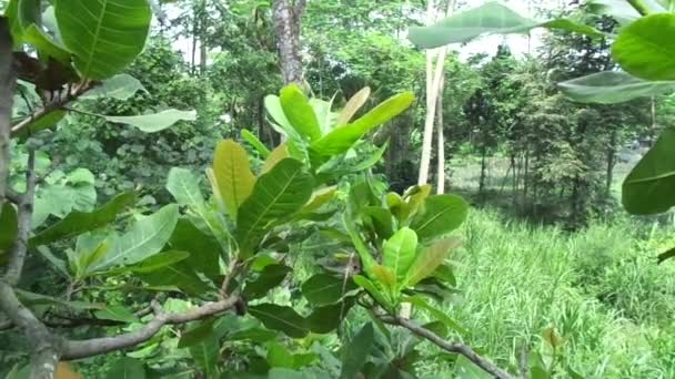 Cashewträdet Anacardium Occidentale Med Naturlig Bakgrund — Stockvideo