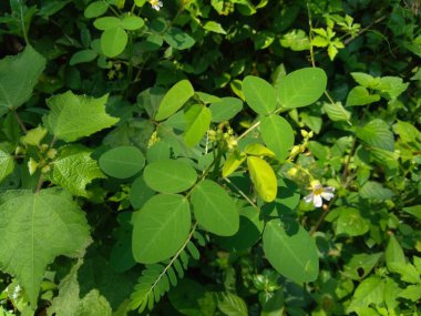 Doğadaki yeşil Oxalis Barrelieri 'yi (Barrelier' in odunkuşu, lavanta doru, trfle, oseille marron, oseille savane, Oxalis bahiensis) kapatın..