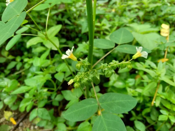 Cercano Verde Oxalis Barrelieri Barrelier Woodsorrel Lavanda Sorrel Trfle Oseille — Foto de Stock