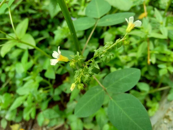 Gros Plan Oxalis Barrelieri Vert Oseille Barrelier Oseille Lavande Fusil — Photo