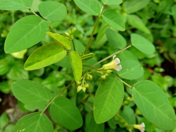 Närbild Grön Oxalis Barrelieri Barrelier Woodsorrel Lavendel Sorrel Trav Oseille — Stockfoto