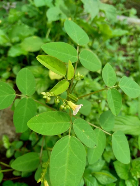 Cercano Verde Oxalis Barrelieri Barrelier Woodsorrel Lavanda Sorrel Trfle Oseille — Foto de Stock