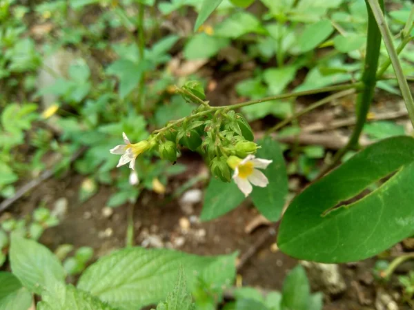 Dicht Bij Groene Oxalis Barrelieri Loofhout Lavendelzuring Trfle Oseille Marron — Stockfoto