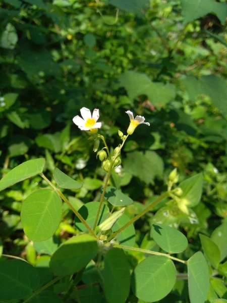 Zblízka Zelená Oxalis Barrelieri Barrelier Woodsorrel Levandule Trfle Oseille Marron — Stock fotografie